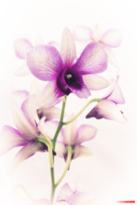 Orchid 7367